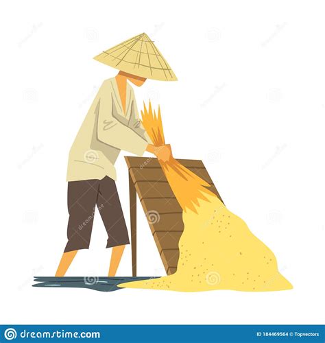 Asian Farmer In Straw Conical Hat Harvesting Rice Cartoon Style Vector