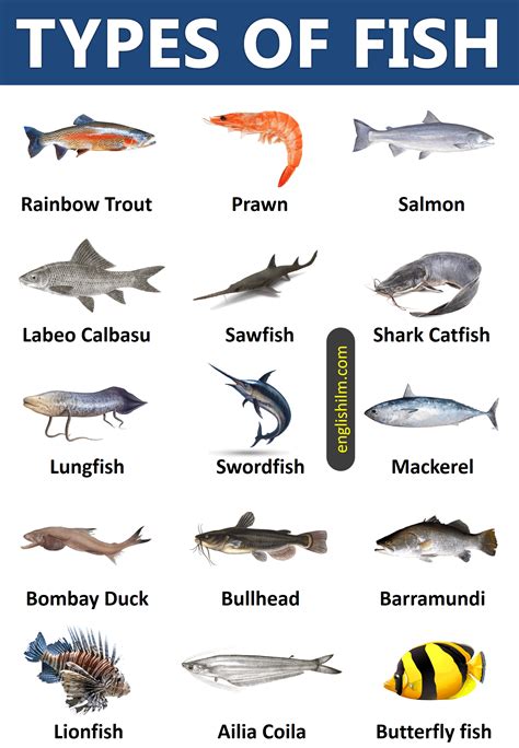 Types Of Fish From All Around The World 45 Types Of Fish Artofit
