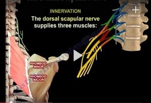 Anatomy Of Dorsal Scapular Nerve OrthopaedicPrinciples Com