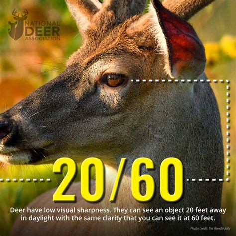 7 Facts About Deer Vision Hunters Should Know Bowhuntingnet