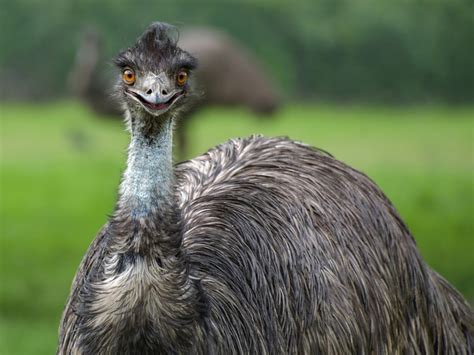 Probably from portuguese ema ((originally) cassowary; Emu