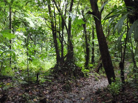 Filemorne Trois Pitons National Park Dominica Jungle