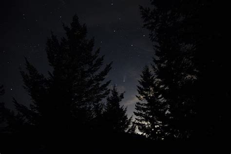 Spruce Night Stars Starry Sky Hd Wallpaper Peakpx