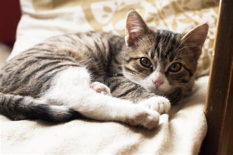 Young Cat Sleeping On The Couch Stock Image Image Of Eyes Cute 66423169
