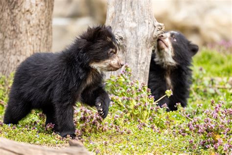 Two Andean Bear Cubs Debut At Smithsonians National Zoo Secret Dc