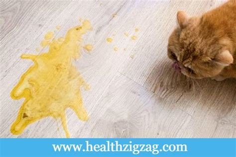 Why Does My Cat Vomits Yellow Or Throwing Up Yellow Liquid
