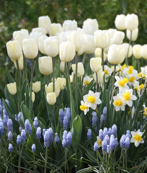 How To Care For Spring Flower Bulbs After They Bloom Longfield