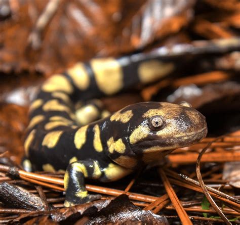 Eastern Tiger Salamander Ambystoma Tigrinum North FL Tyler