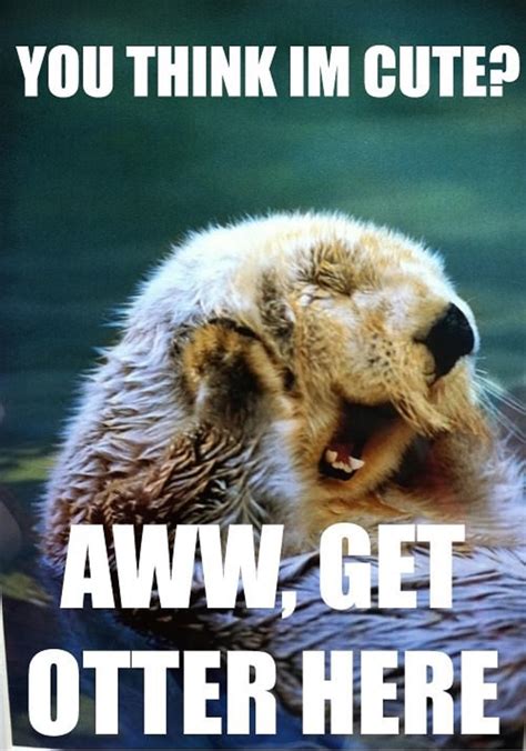 Super Funny Animal Punsyou Think I M Cute Get Otter Here