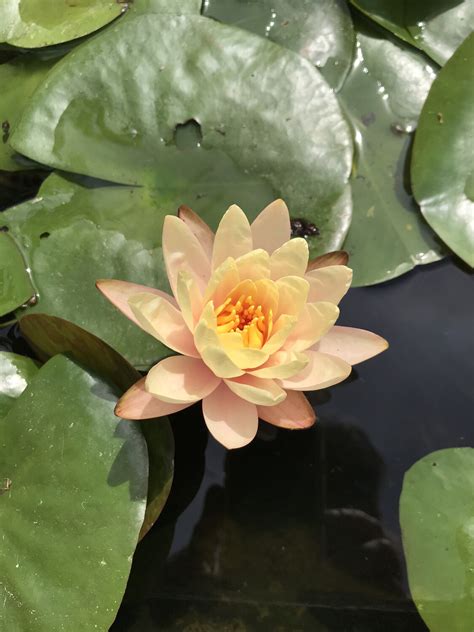 Hardy Water Lily Colorado Store Golden Pond Water Plants Golden