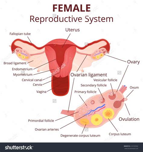 Although a man is needed to reproduce, it is the woman who incubates the developing fetus and delivers the child into the world. Labeled Structure Of Ovary | MedicineBTG.com