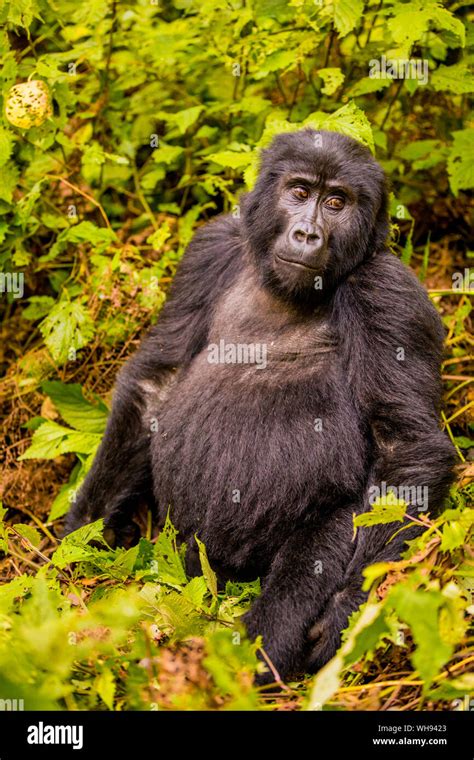 Mountain Gorillas In Bwindi Impenetrable Forest National Park Unesco