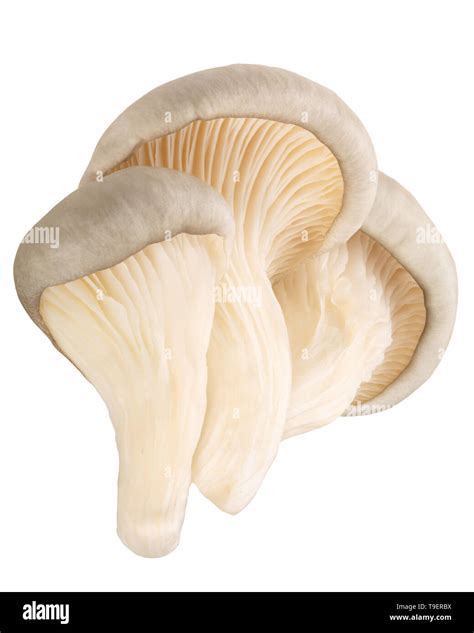Oyster Mushrooms Pleurotus Ostreatus An Edible Cultivated Fungi