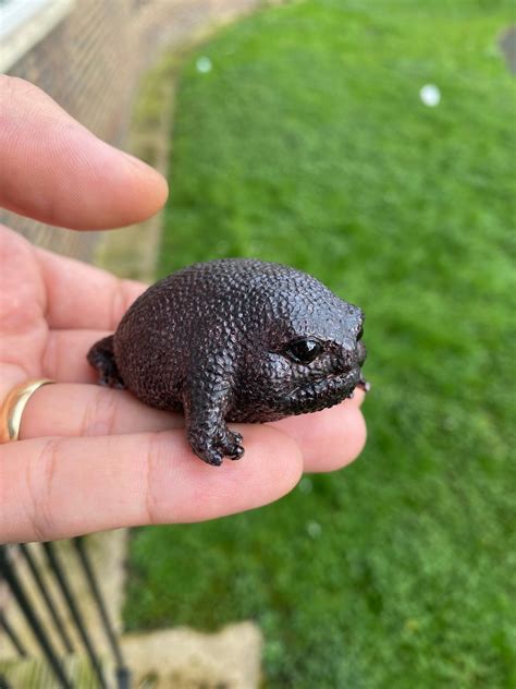 German Black Rain Frog