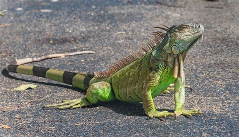 Green Iguana Care Guide And Prices Petsoid