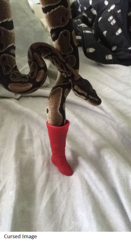 Theres A Snake In My Boot Cursed Image Know Your Meme