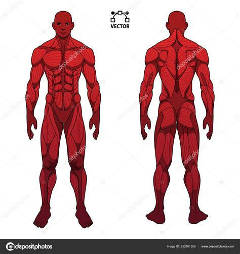Human Body Anatomy Male Man Front Back Muscular System Muscles Stock