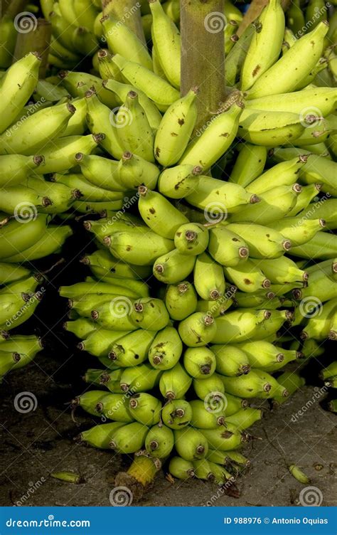 Banana Harvest Royalty Free Stock Image Image 988976