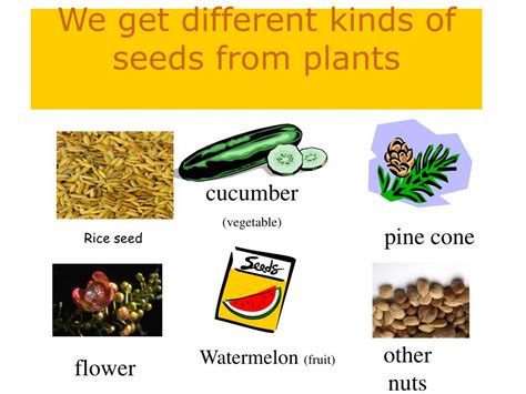 Ppt Seeds Powerpoint Presentation Free Download Id5364266