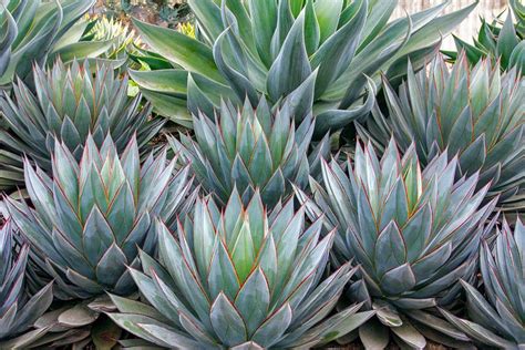 Aujourd'hui elle subsiste sur quelques sites des états de coahuila, nuevo león et durango. Succulent Gardens Agave Blue Flame' and Agave 'Blue Glow ...