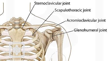 The column of the neck bones is slightly curved. Shoulder - Physiopedia