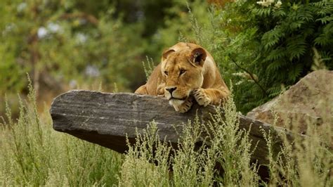 Cute Lion Relaxing Hd Wallpaper Wallpaperfx