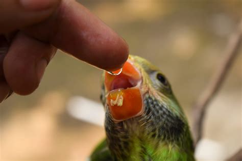 How Often Do Baby Birds Need To Eat Swallow Approkill