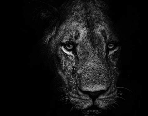 For the last four years now, scarface has been. Image 13 | Ed Hetheringtons Amazing Animal Portraits ...
