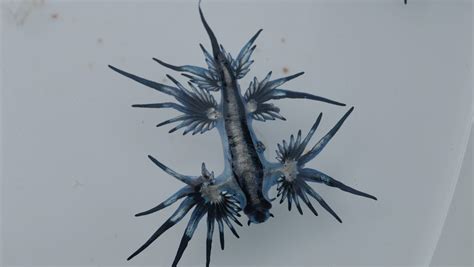 Venomous Blue Dragon Sea Slugs Spotted In Cape Canaveral