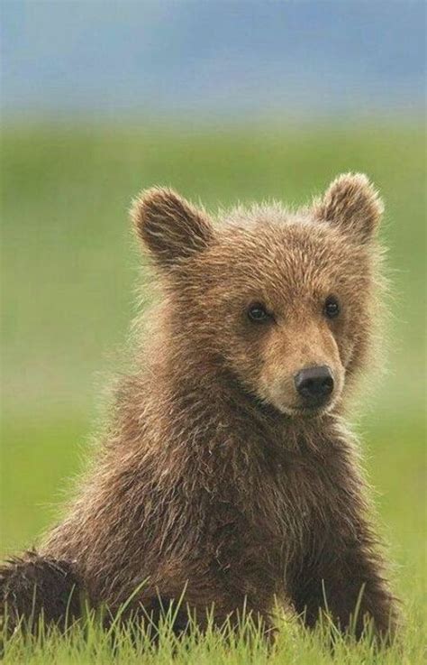 Newborn Grizzly Bear Cubs