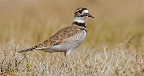 Killdeer Identification All About Birds Cornell Lab Of Ornithology