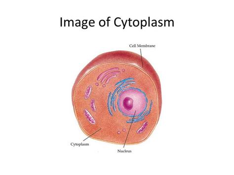 Cell Cytoplasm Definition Structure And Functions