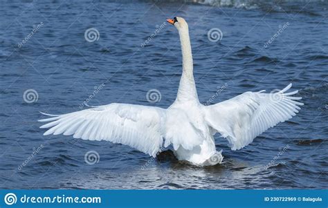 Mute Swan Cygnus Olor Beautiful Bird Flaps Its Wings While Sitting On