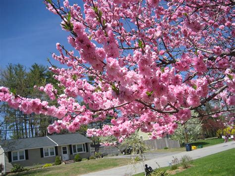 Tree Id Pink Flowers Blooming Now