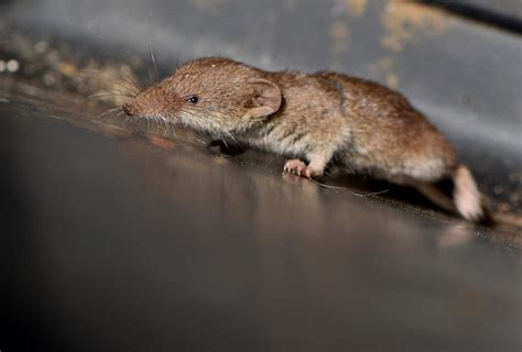 Italy - Animals - Where in Our World?