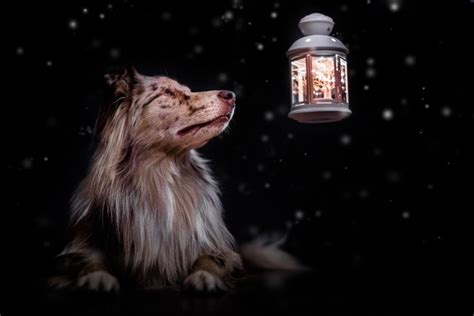 The Ultimate Guide To Pet Photography 87 Best Tips