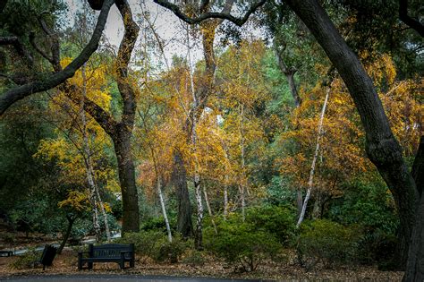 Las Descanso Gardens Becomes An Enchanted Forest