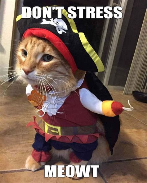 Cat Pirate Costume Funny Cat Pirate Costume  Funny Cat Memes Funny