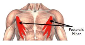 Anatomy of the chest and the lungs: Body Building Plaza... because nothing is beyond your health: CHEST MUSCLES ANATOMY