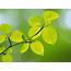 Fresh Green Leaves Theme Desktop Wallpapers 19 Preview  10wallpapercom