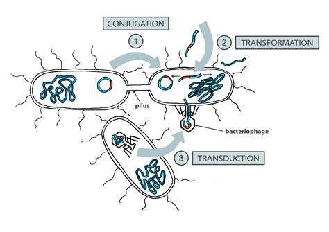 Evolutionary Purpose Of Bacterial Sex — Mostowy Lab