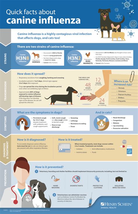 Less common than influenza a. Canine Influenza - Symptoms, Diagnosis & Treatments of Dog Flu