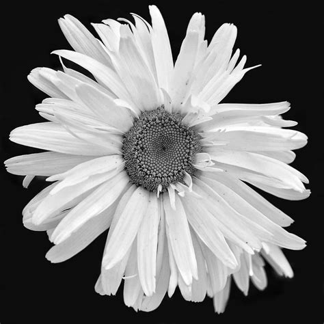 Posts About Black And White Flower Photography On Milners Blog Flowers