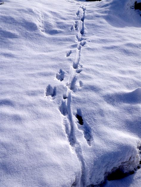 Ever Wonder What A Mountain Lion Track Looks Like This