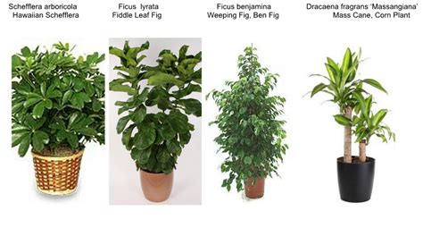 Interiorscaping Compendium Indoor Plant Identification