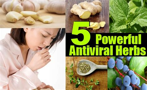 Nuts, chocolate, grains and coconut are herpes triggers. 5 Powerful Antiviral Herbs and How to Use Them | DIY ...