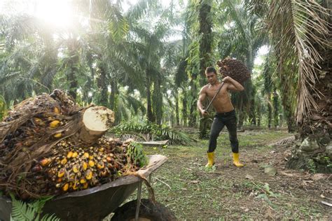 Palm oil is one of malaysia's primary industries and makes up the largest share of its agricultural sector. palm-oil.jpg