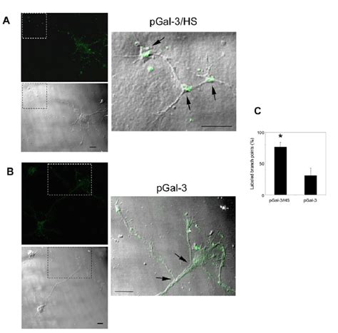 We did not find results for: pGal-3-HS complexes bind preferentially to branching ...