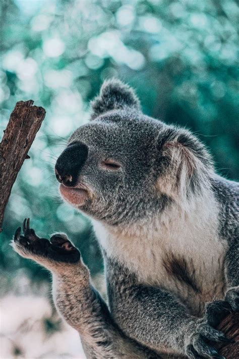 Cute Baby Koala Wallpapers Top Free Cute Baby Koala Backgrounds