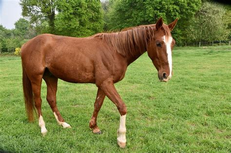 17 French Horse Breeds With Pictures Pet Keen